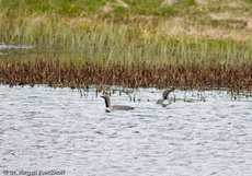 Sterntaucher (12 von 20).jpg